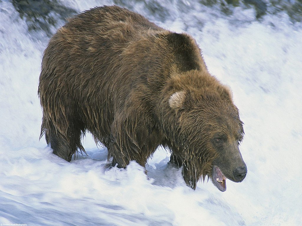 That's My Fish, Brown Bear, Alaska